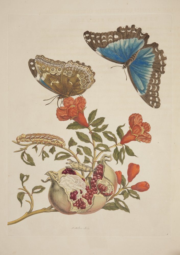Plate IX from Metamorphosis Insectorum Surinamensium by Maria
